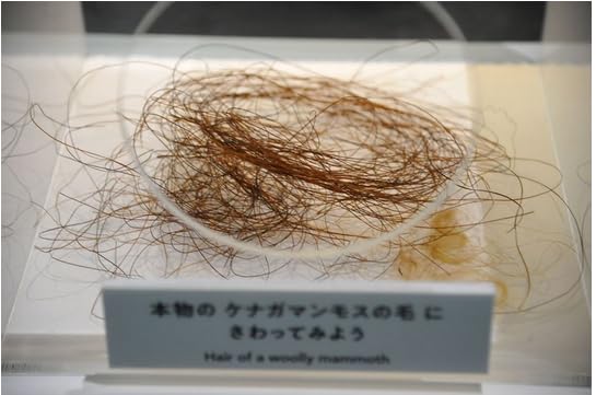 Amazon | SCIENCE 化石標本Woolly Mammoth Hair「マンモス 実物の体毛